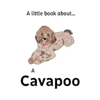 A little book about a Cavapoo