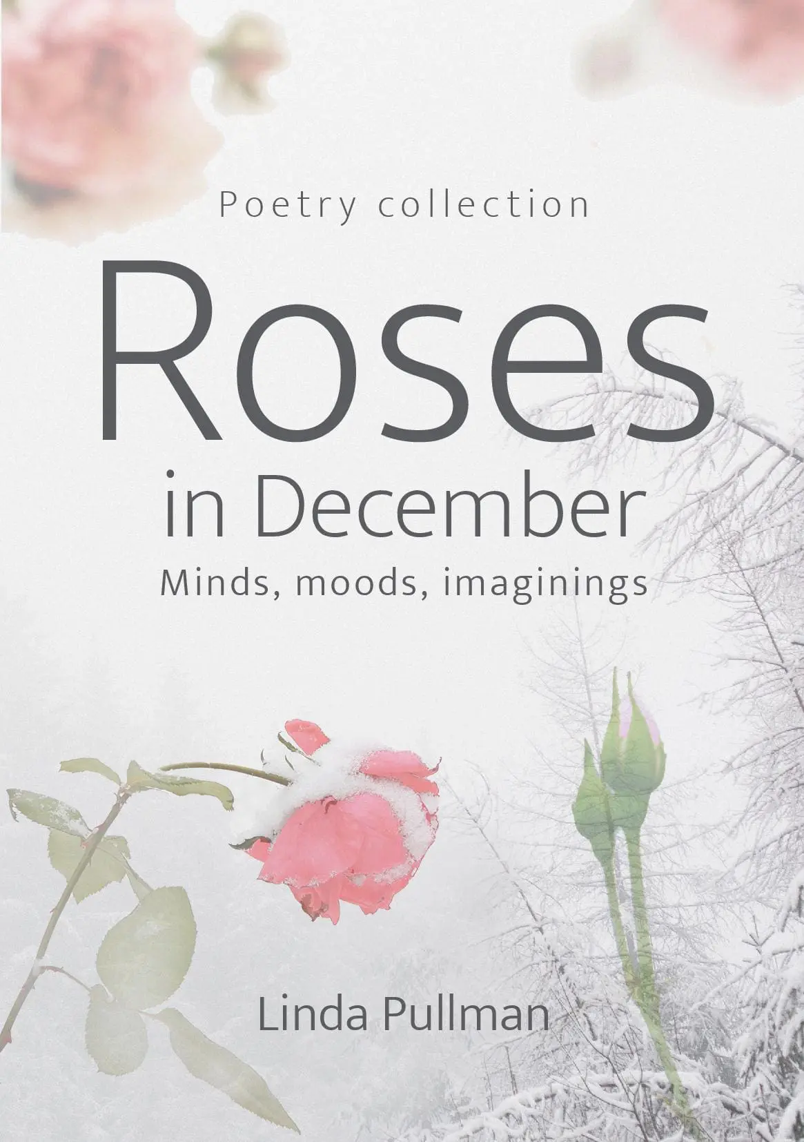 Roses in December