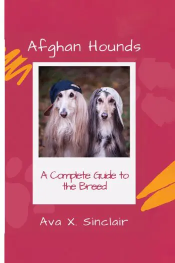 Afghan Hounds