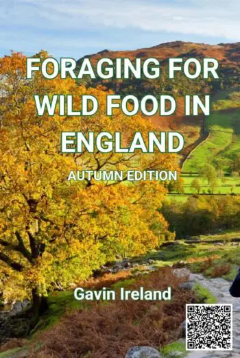 Foraging for Wild Food in England - Autumn edition