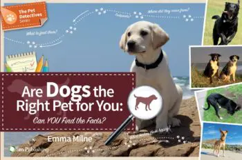 Are Dogs the Right Pet for You - Can You Find Out?