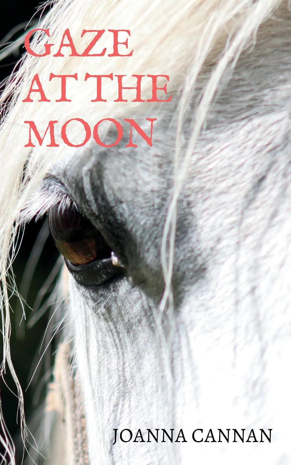 Gaze at the Moon