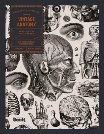 Vintage Anatomy