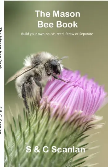 The Incredible Mason Bee