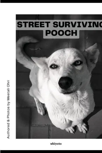 Street Surviving Pooch