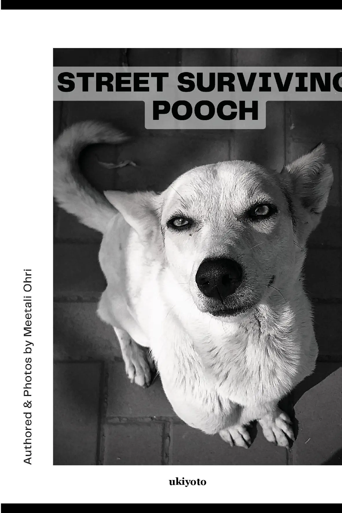 Street Surviving Pooch
