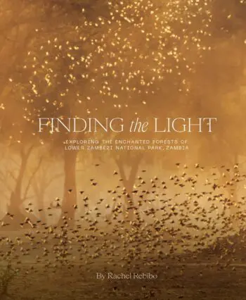 Finding The Light: Exploring The Enchanted Forests of Lower Zambezi National Park, Zambia