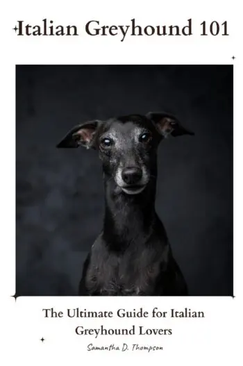 Italian Greyhound 101