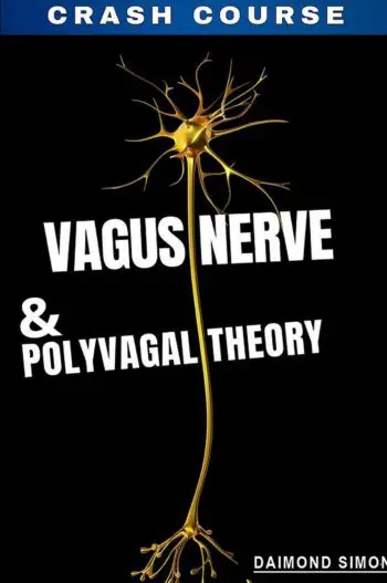 Vagus Nerve And The Polyvagal Theory