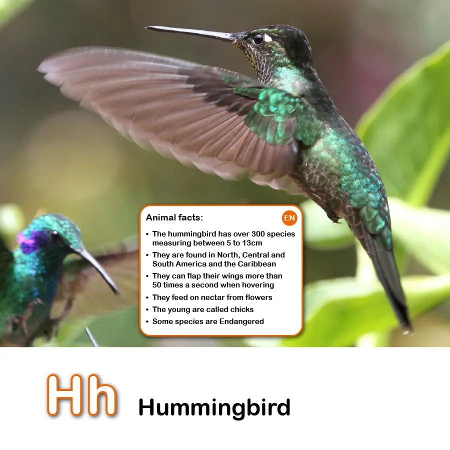 Animal Alphabet