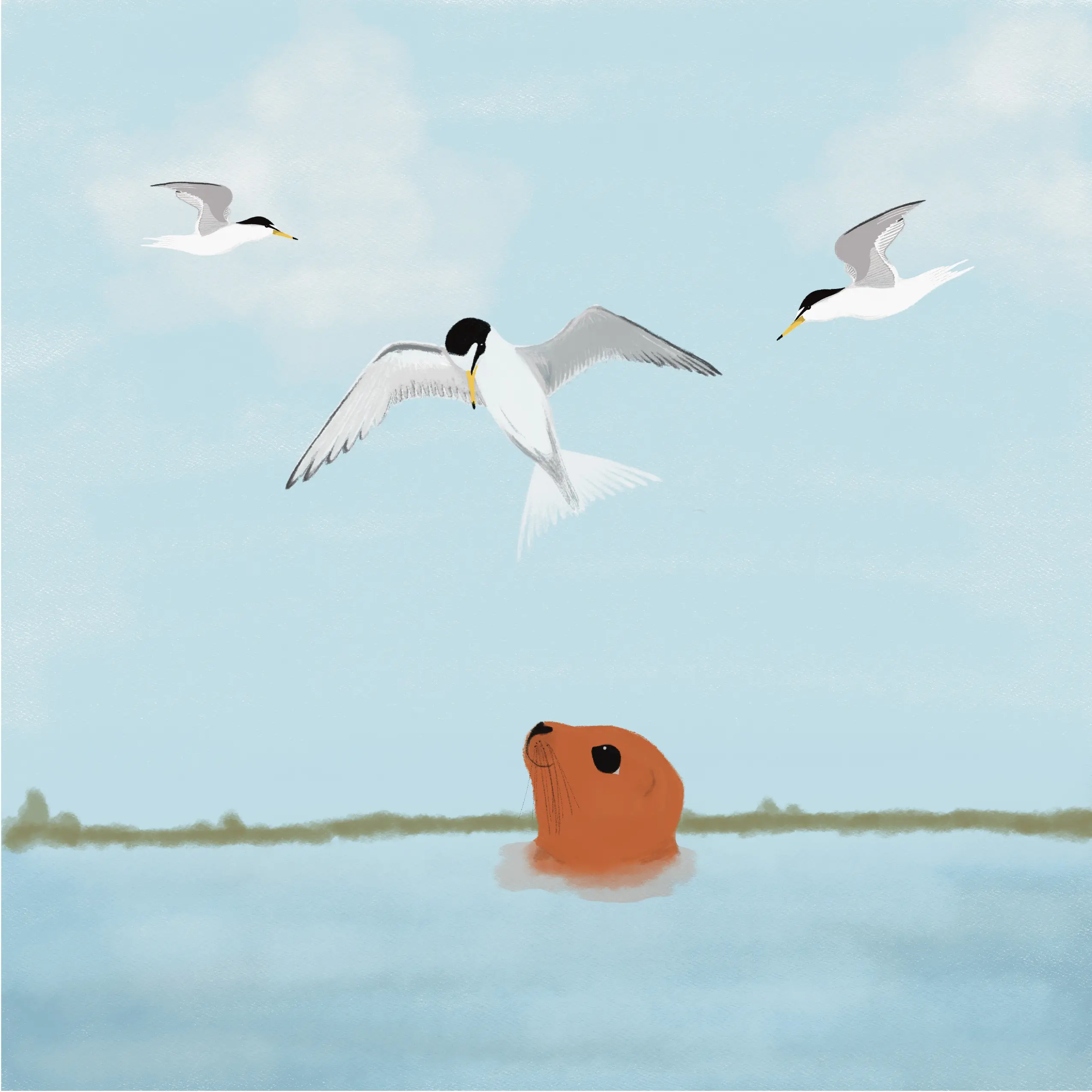 Rusty the Orange Seal