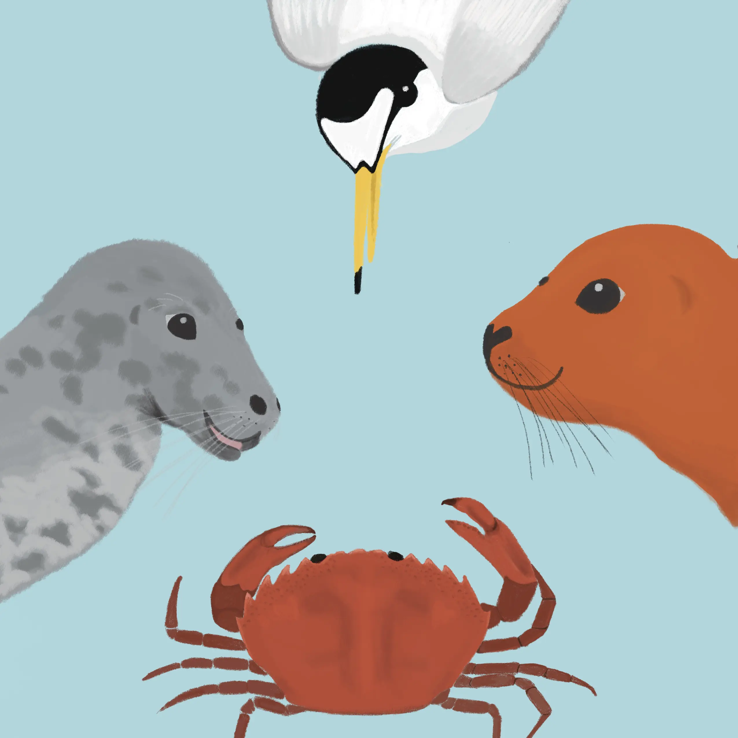 Rusty the Orange Seal