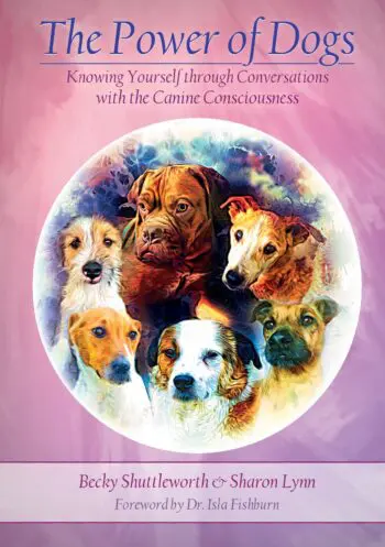 The Power of Dogs