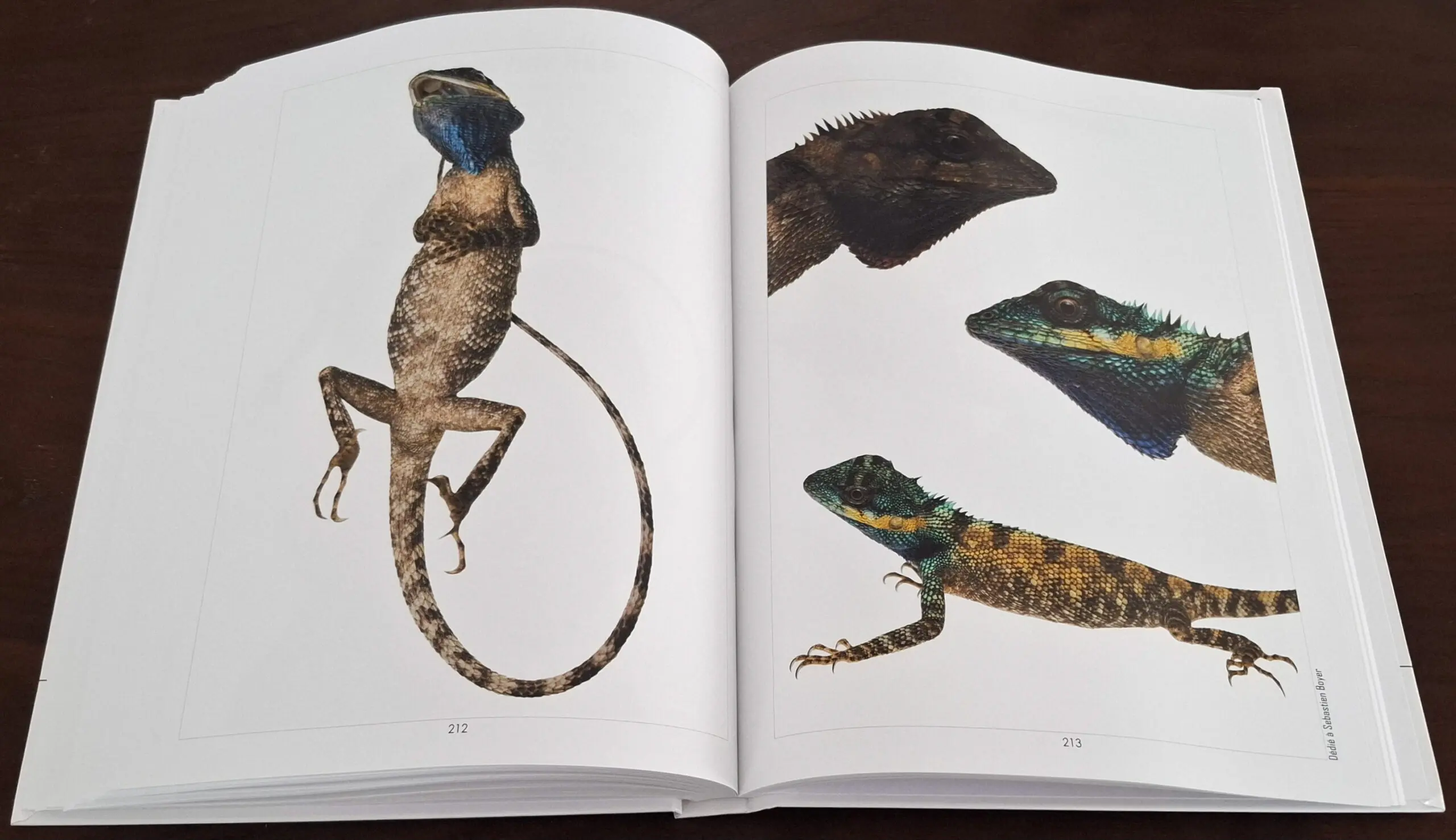 Herpetofauna Band1 GE