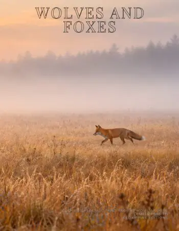 Coffee Table Book of: Wolves and Foxes (Paperback)