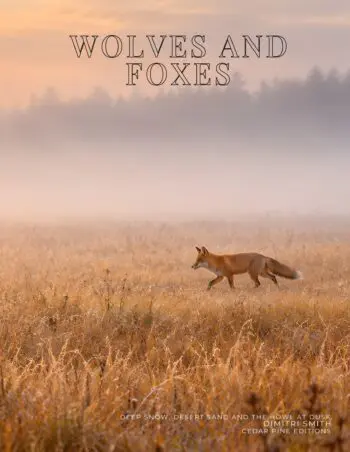 Coffee Table Book of: Wolves and Foxes (Hardcover)