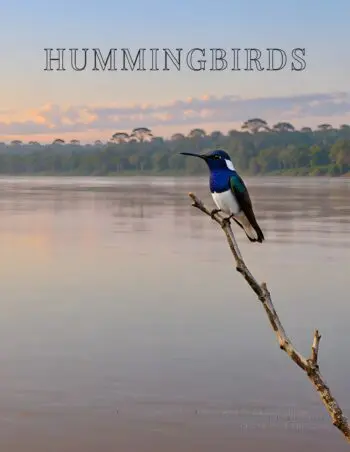 Coffee Table Book of: Hummingbirds (Paperback)