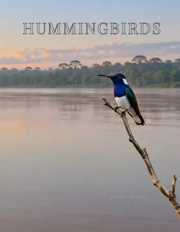 Coffee Table Book of: Hummingbirds (Hardcover)