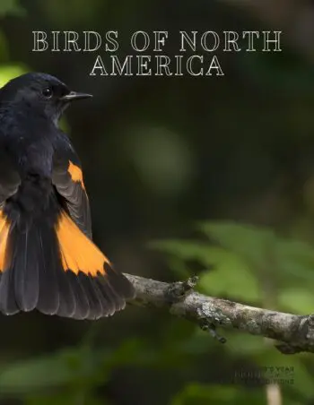 Coffee Table Book of: Birds of North America (Paperback)