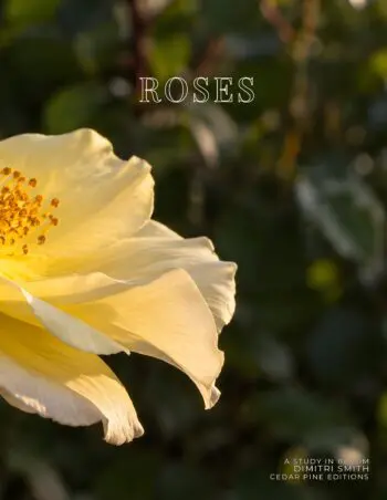 Coffee Table Book of: Roses (Hardcover)