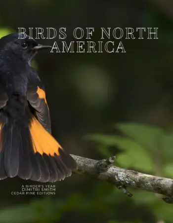 Coffee Table Book of: Birds of North America (Hardcover)