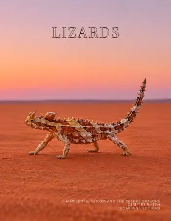 Coffee Table Book of: Lizards (Paperback)