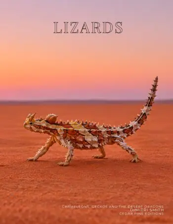 Coffee Table Book of: Lizards (Hardcover)