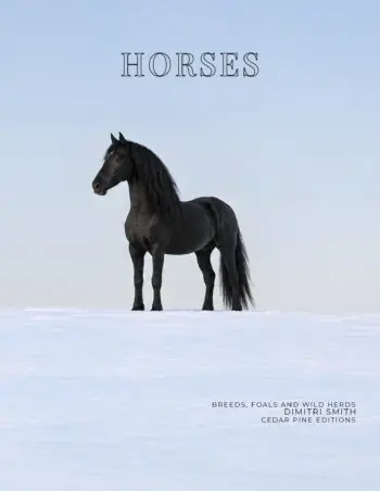 Coffee Table Book of: Horses (Paperback)