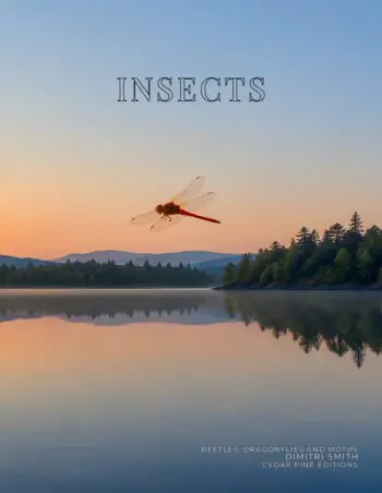 Coffee Table Book of: Insects (Paperback)