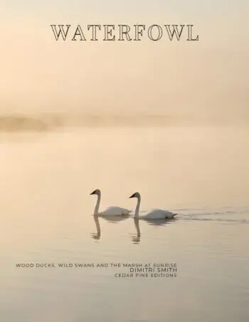 Coffee Table Book of: Waterfowl (Paperback)