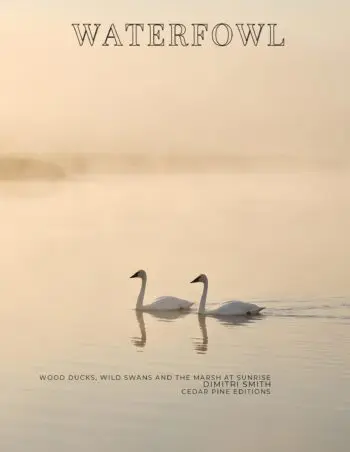 Coffee Table Book of: Waterfowl (Hardcover)