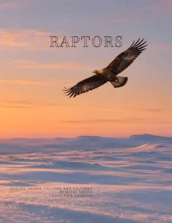 Coffee Table Book of: Raptors, the Birds of Prey (Paperback)