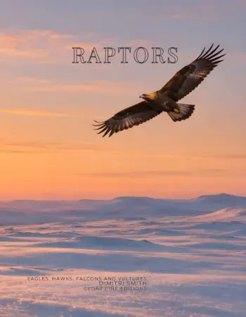 Coffee Table Book of: Raptors, the Birds of Prey (Hardcover)