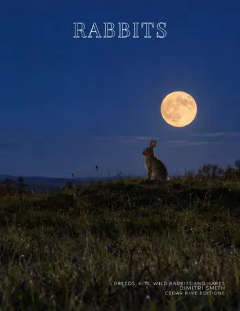 Coffee Table Book of: Rabbits (Paperback)