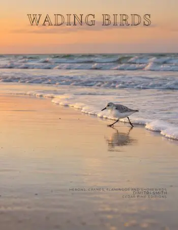 Coffee Table Book of: Wading Birds (Paperback)