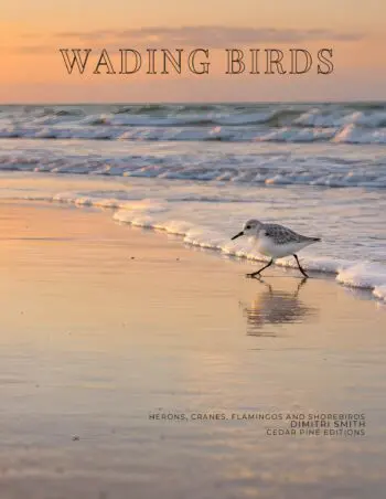 Coffee Table Book of: Wading Birds (Hardcover)