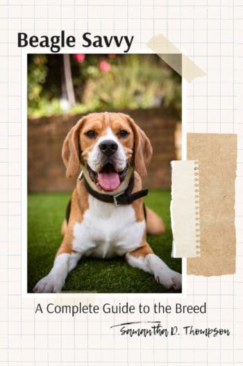 Beagle Savvy