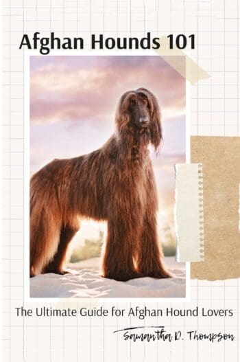 Afghan Hounds 101