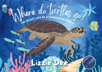 Where do turtles go?