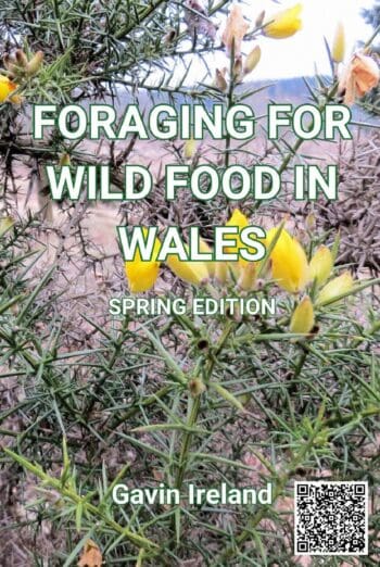 Foraging for Wild Food in Wales - Spring Edition