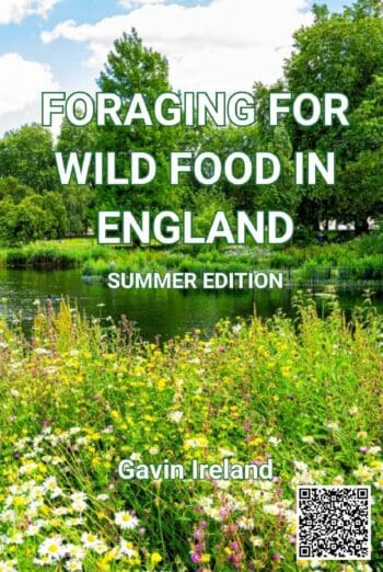 Foraging for Wild Food in England - Summer edition