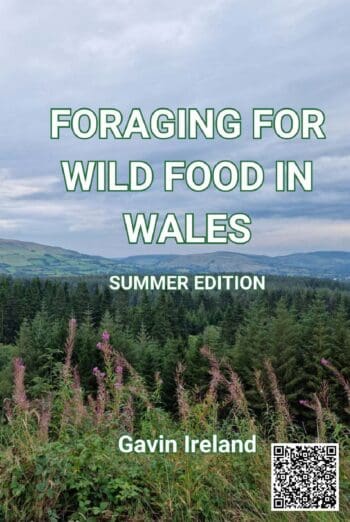 Foraging for Wild Food in Wales - Summer Edition