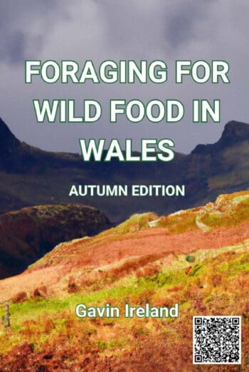 Foraging for Wild Food in Wales - Autumn Edition