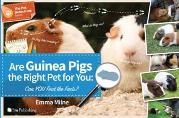 Are Guinea Pigs the Right Pet for You - Can You Find the Facts?
