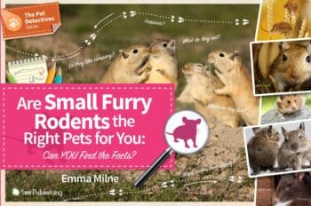 Are Small Furry Rodents the Right Pets for You - Can You Find the Facts?