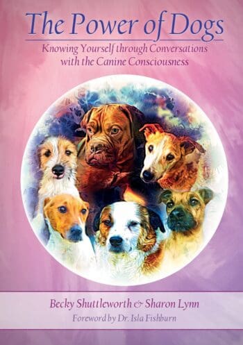 The Power of Dogs