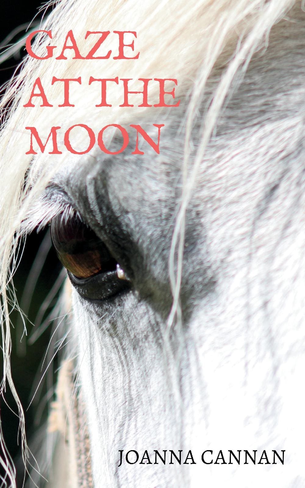 Gaze at the Moon