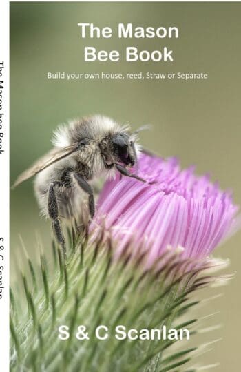 The Incredible Mason Bee