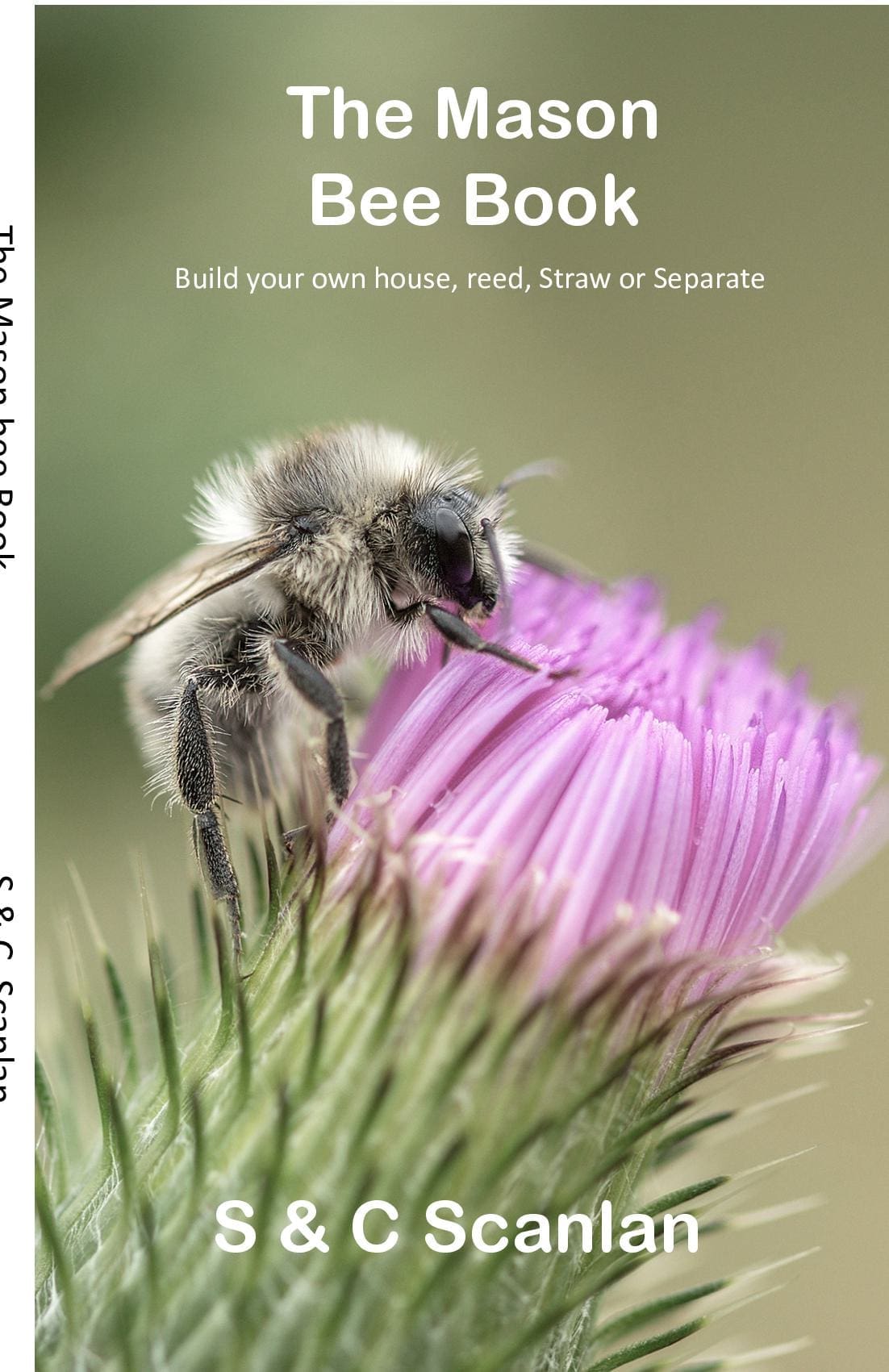 The Incredible Mason Bee