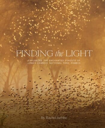 Finding The Light: Exploring The Enchanted Forests of Lower Zambezi National Park, Zambia